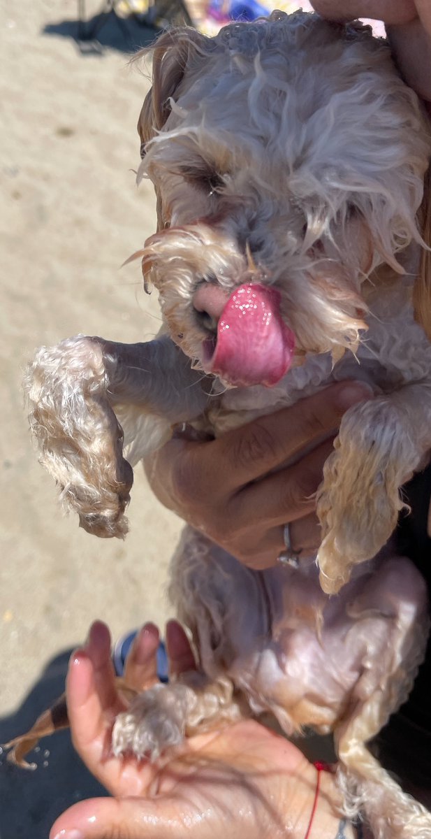 bernberrn's tweet image. Sahil yakışıklısı çocuğum #teddy Bey 🌸

#toypoedel #TEDDYBEAR #toypoodel  🐾