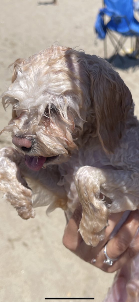 bernberrn's tweet image. Sahil yakışıklısı çocuğum #teddy Bey 🌸

#toypoedel #TEDDYBEAR #toypoodel  🐾