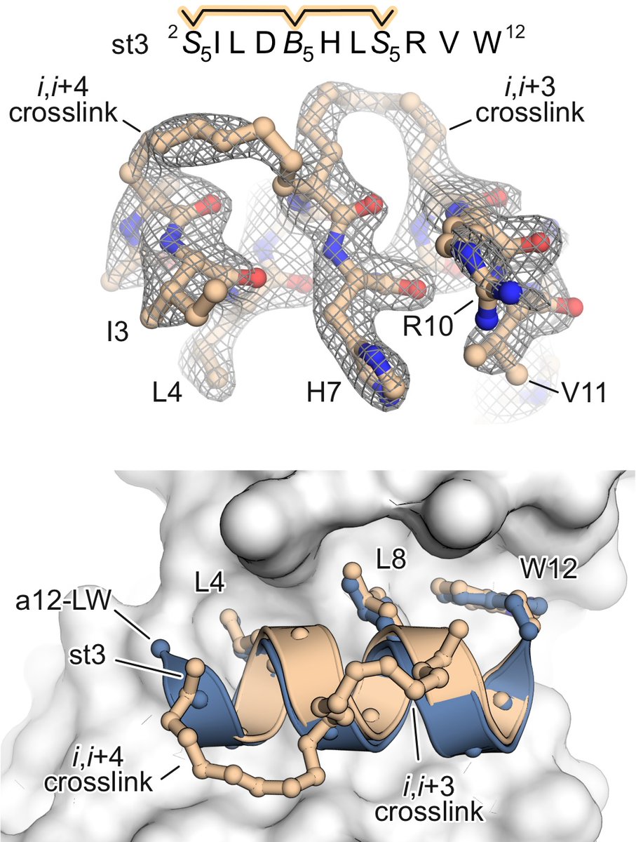 Tom Grossmann (@tomngrossmann) on Twitter photo Thanks to beamline staff of I03 and I04 <a href="/Diamond_MX/">Diamond MX Beamlines</a> for their support!
Read more our crystal structure of a stitched peptide bound to the oncogene beta-catenin <a href="/angew_chem/">Angewandte Chemie</a> doi.org/10.1002/anie.2…
#peptidomimetics <a href="/VU_Science/">VU Faculteit der Bètawetenschappen</a> <a href="/YesteAlejandro/">Alejandro Yeste-Vázquez</a> @Al_rebreG <a href="/maric_hans/">Hans Michael Maric</a> <a href="/SchulteClemens/">Clemens Schulte</a> Thanks to beamline staff of I03 and I04 <a href="/Diamond_MX/">Diamond MX Beamlines</a> for their support!
Read more our crystal structure of a stitched peptide bound to the oncogene beta-catenin <a href="/angew_chem/">Angewandte Chemie</a> doi.org/10.1002/anie.2…
#peptidomimetics <a href="/VU_Science/">VU Faculteit der Bètawetenschappen</a> <a href="/YesteAlejandro/">Alejandro Yeste-Vázquez</a> @Al_rebreG <a href="/maric_hans/">Hans Michael Maric</a> <a href="/SchulteClemens/">Clemens Schulte</a>