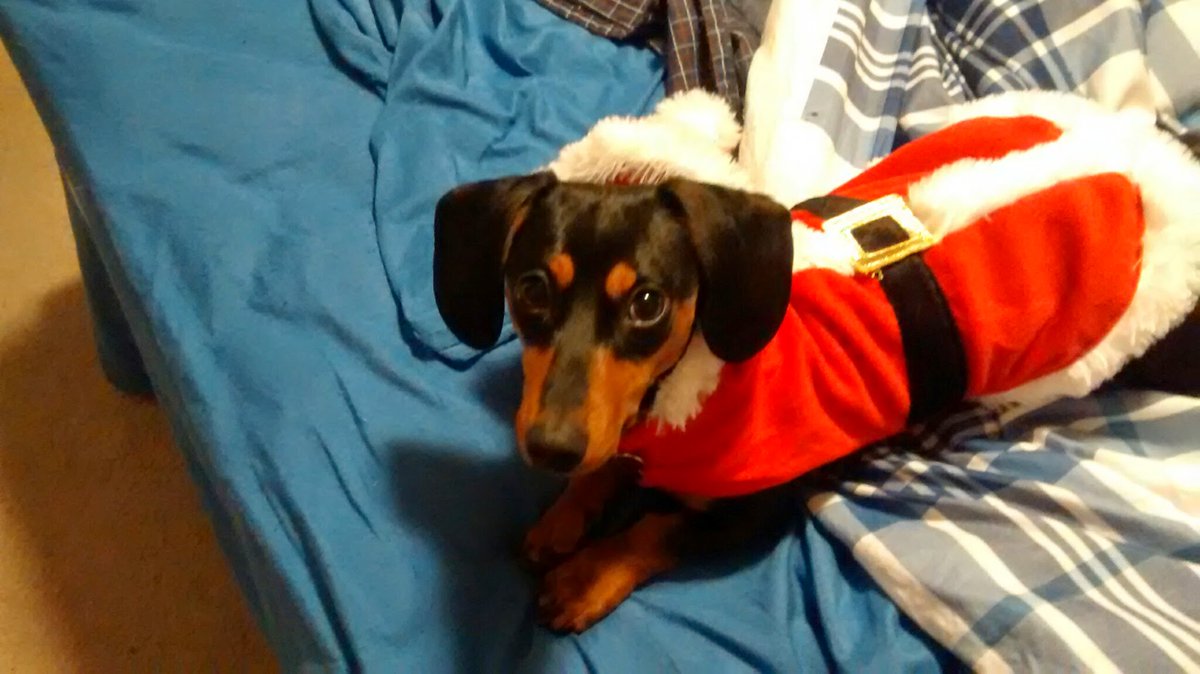 MyDivaDachshund's tweet photo. @DogLovers03 All my babies are adopted except RickyBobby - His family had to re-home him because of allergies. Miss Molly was 5 months old, sitting in a cage for 3 when I rescued her. Merlin was jailed for chasing ducks & unclaimed. Benji was unwanted. #MeMollyMerlin #RickyBobbyandBenji2 https://t.co/FkdUHYvywq