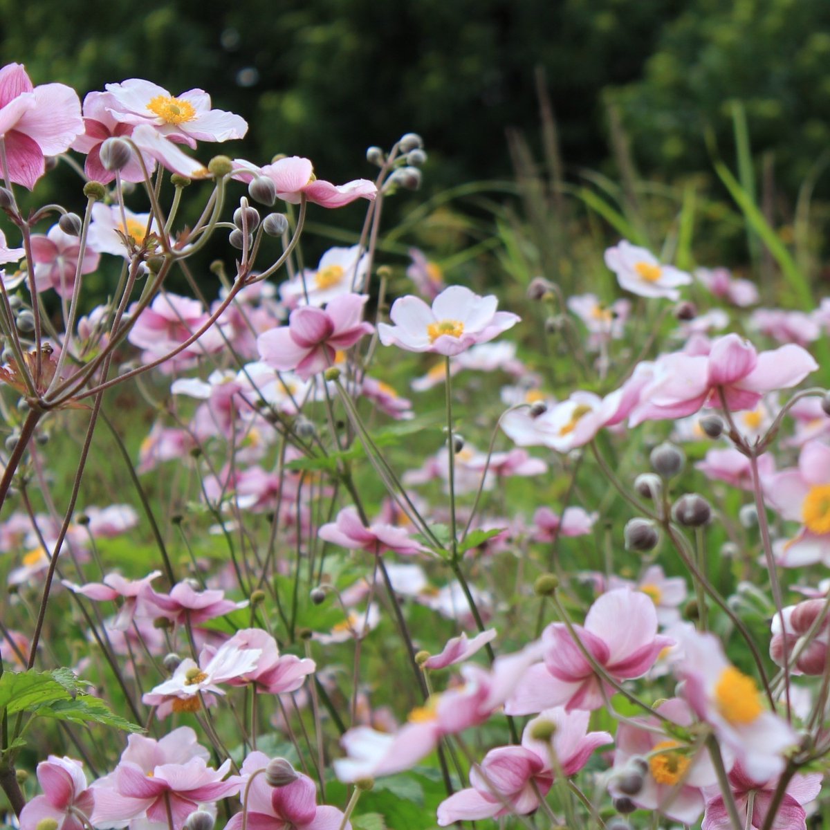 CraigGarden's tweet photo. A personal favourite of mine are Japanese anemones, either white or pink, single or double, they provide a great display and can tolerate dryish shade. Read more about autumn flowers on my Substack: Modern Gardening https://t.co/VkY8BSB36A. #helenium #autumncolour #plantingdesign https://t.co/kQyEh75ROV