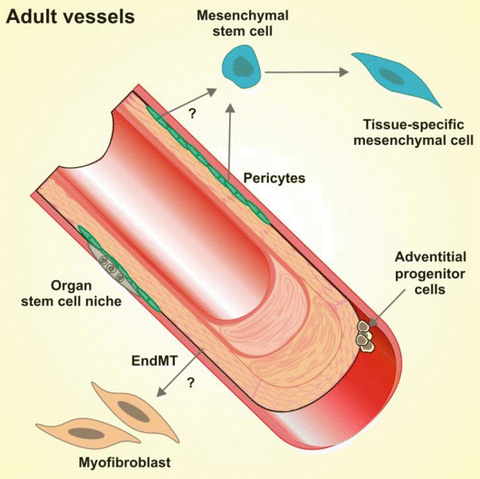 Hazel_Wilson926's tweet photo. Tissue-specific stem cells are multipotent cells that can differentiate into cells specific to a tissue or organ, and are responsible for tissue renewal and repair. They are also known as somatic or adult stem cells.
#adultstemcells #STEM #stemcellbiology #adultvessels https://t.co/1fK4nVgVXC