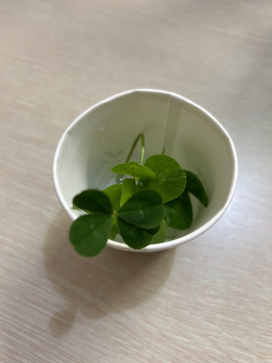 오늘 4잎클로버를 4개 주웠어요

티원이 월즈에 4시드로 진출한다는 뜻이 확실해요🍀🍀🍀🍀
