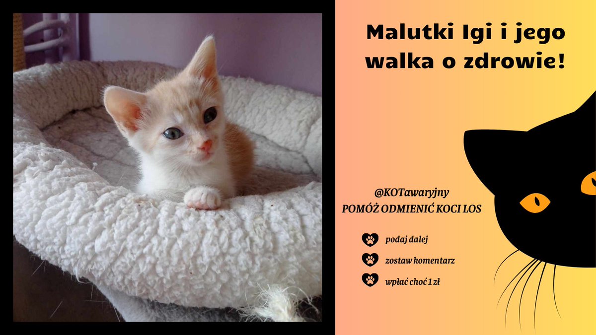 KOTawaryjny's tweet photo. Malutki Igi walczy z całą armią pasożytów ‼️
Aż trudno uwierzyć jak wiele ich gatunków pomieściło to malutkie kocie ciałko 💔 

Leczenie będzie długie i kosztowne dlatego w imieniu maluszka bardzo proszę o grosik i RT 🙏🙏🙏
https://t.co/BiiXi4XqlA https://t.co/akt3empigo