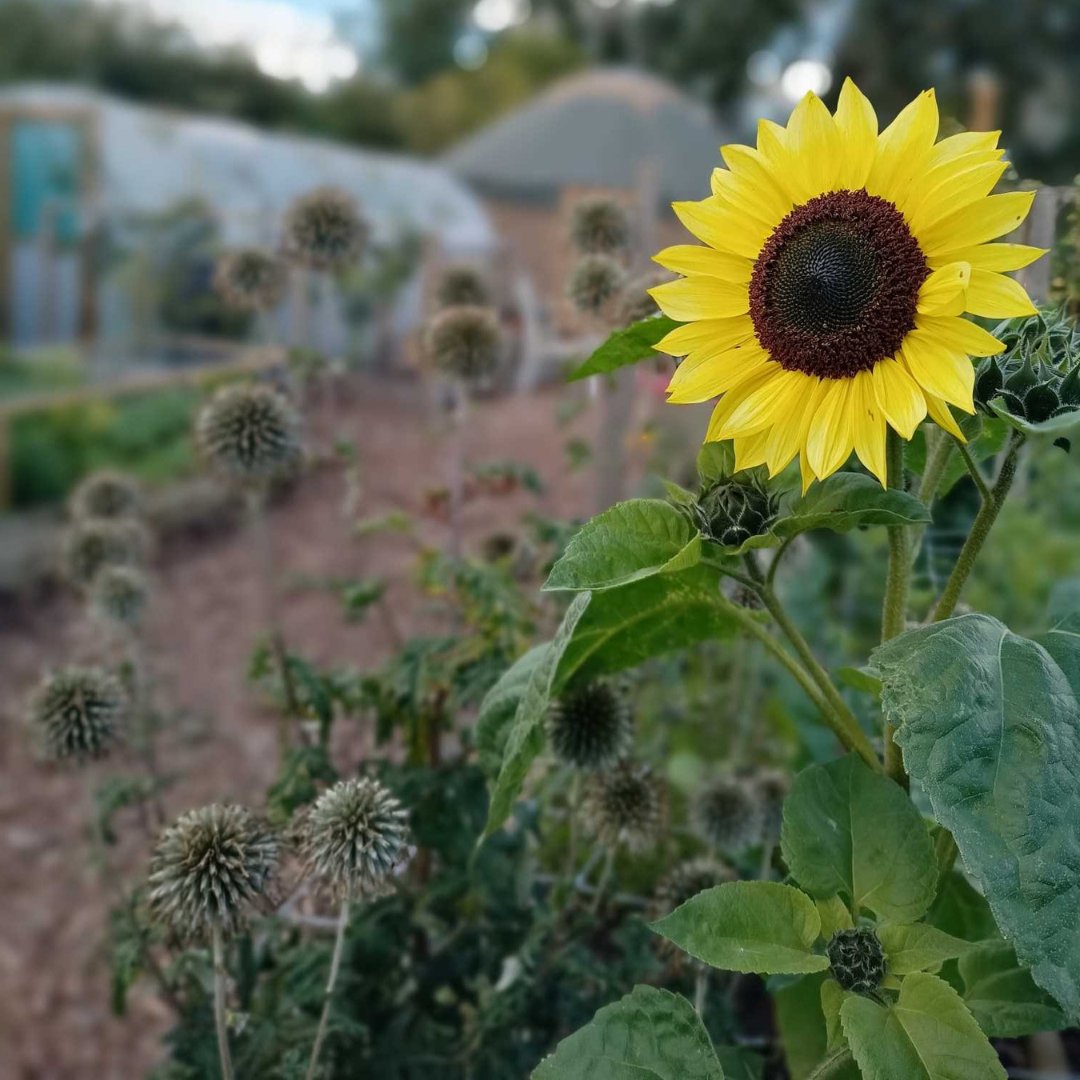 Grow Outside C.I.C. tweet media