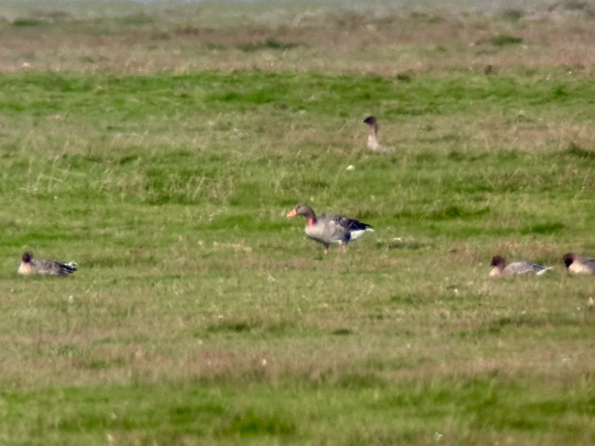 Stuart's birding tweet media