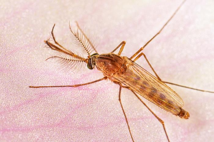 #semtsichallenge

❓Que enfermedad transmite este mosquito?

1⃣ Oropouche
2⃣ West Nile

Mas info de como esta el panorama epidemiologico en España: sanidad.gob.es/areas/alertasE…
Imagen: CDC/ Amy E. Lockwood, MS