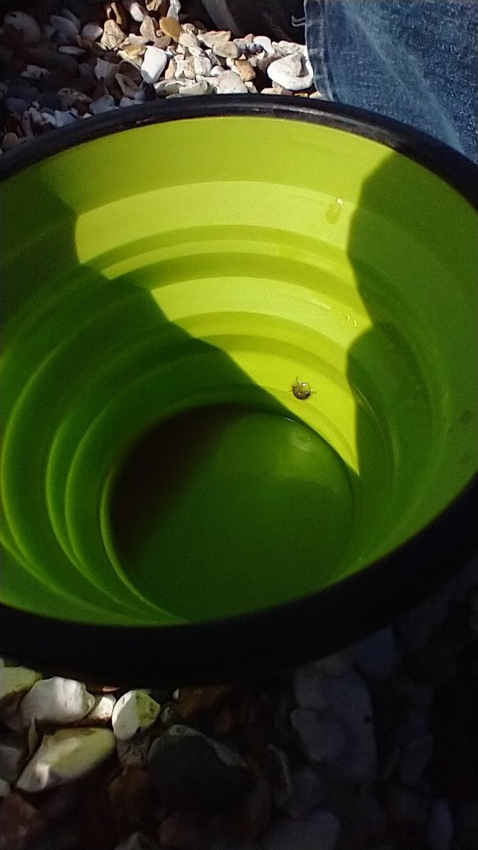 Impressive, but sadly, a hop too far for this unfortunate sand hopper, found drowned at the bottom of my darjeeling!