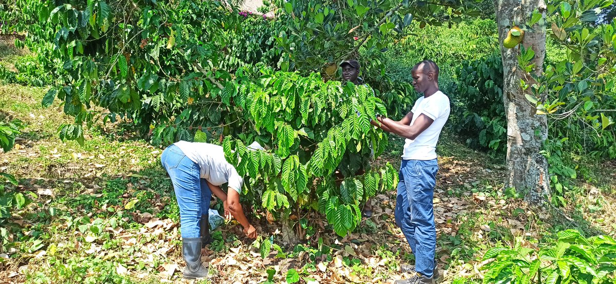 [#Disease] 🇺🇬 Can coffee #microbiota be used to predict disease incidence? This is the challenge tackled by the #SoilHealth team in collaboration with #KaweriCoffeePlantation the largest coffee plantation in #Uganda <a href="/NAFORRI_UG/">NARO-NaFORRI</a> <a href="/Cirad/">Cirad</a>