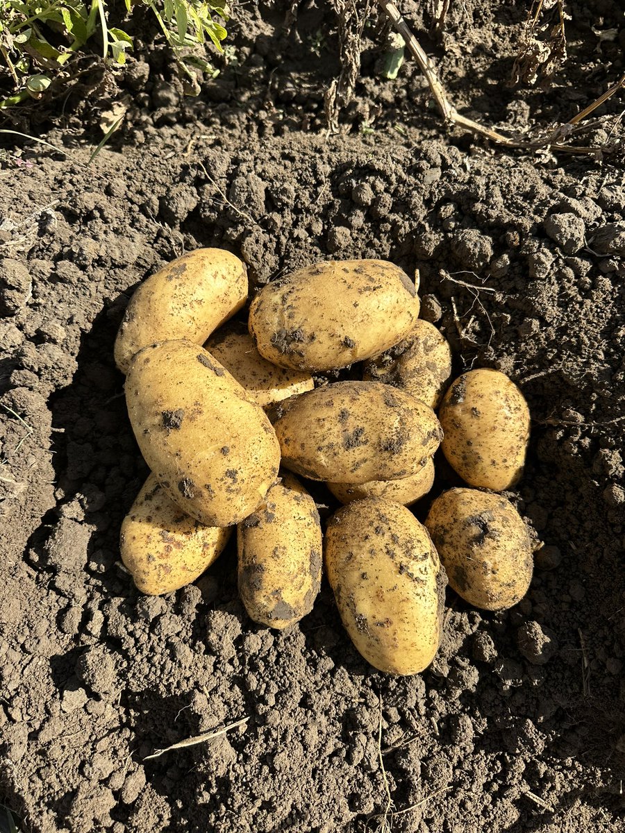 Oliver Dennis tweet media