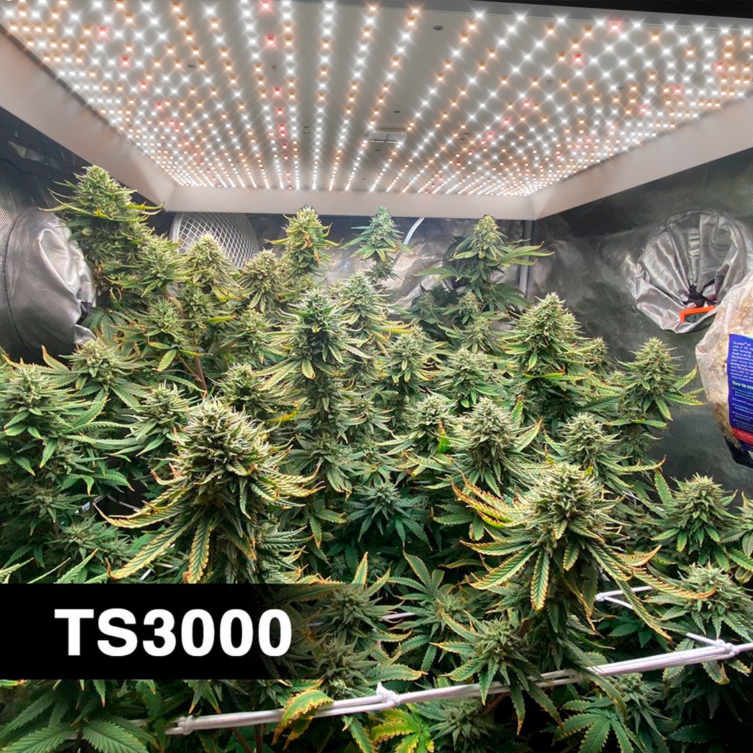 MarsHydroLight's tweet photo. Check out the ultimate choice for efficient planting - TS3000!💡
Let your planting space be filled with thriving plants!🌱💚
Who wants to upgrade your lights?🙌
Explore more➡️https://t.co/bsPqK08AzA
#MarsHydro #TS3000 #harvest https://t.co/1osO34tBYD