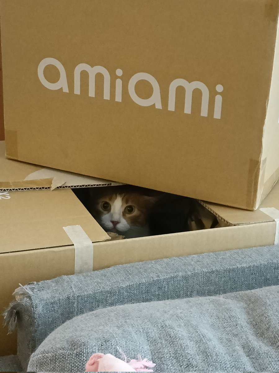 sarakarkki's tweet photo. #PetwithAmiAmiBox @AmiAmi_English https://t.co/IFHb4zWafC