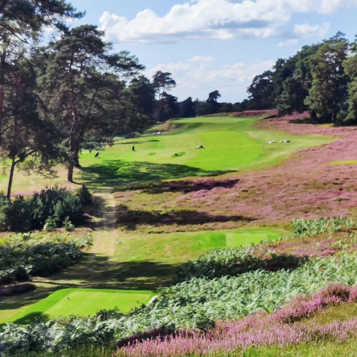 PrivateCaddie's tweet photo. Summer is the ideal time to play world class heathland courses like Morfontaine &amp; Fontainebleau near Paris. ⛳ 💜 🇫🇷 😍
#Golf #Concierge #Experiences #France https://t.co/xMR6mwkngc