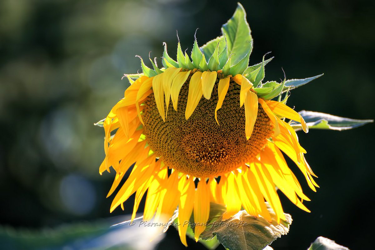 <a href="/ritabianchi56/">RITABIANCHi56</a> Buon sabato.😇