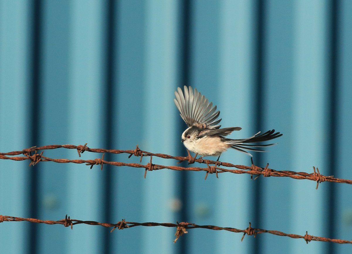 It's not all about the waders-in-industrial-landscapes on my <a href="/WoldEcology/">Wold Ecology</a> Killingholme surveys - passerines sometimes play ball, too.... more here: northernrustic.blogspot.com/2024/09/north-…

#Longtailedtit