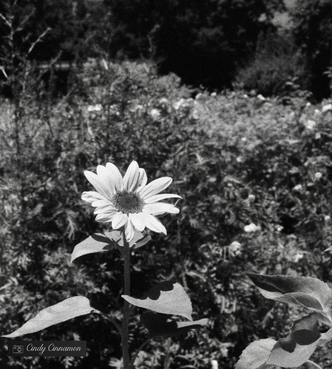 Cindy_Cinnamon's tweet photo. Quโest-ce que cette photo vous inspire?
Cindy Cinnamon Photographie
https://t.co/g7SV9JrYvu
Pentax K1000
Ilford SFX 200+Filtre Hoya Rouge
#Flower #Fleur #analogphotography #HoyaFilter #PentaxK1000 #AsahiPentax #IlfordSFX200 #Infrared #InfraRouge #RedFilter #Hoya #Quebec #Canada https://t.co/wzAT4iN0qp