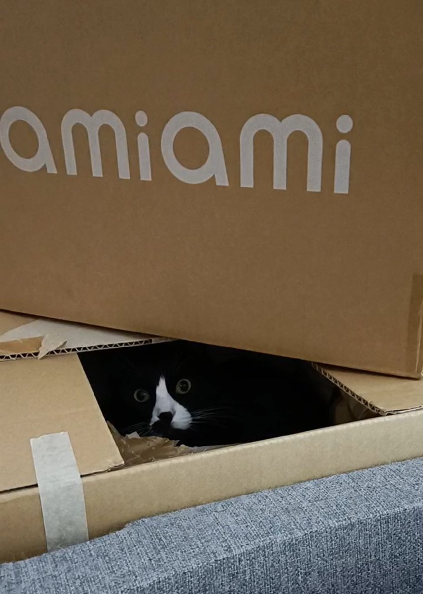 sarakarkki's tweet photo. #PetWithAmiAmiBox @AmiAmi_English 
yes. it's a different cat in the same box🤣 https://t.co/dXmRKc4rsp