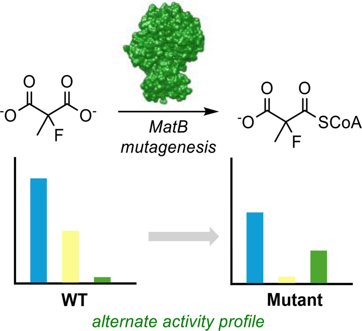 ChemSynthBiol's tweet photo. I'm delighted to share this research article by our recent graduate, Thaddeus Paulsel, PhD, on developing a #biocatalyst for accessing an important fluorinated #polyketide building block. https://t.co/gzF4DDRDPa @NCStateChem https://t.co/xPKX7EA4zG
