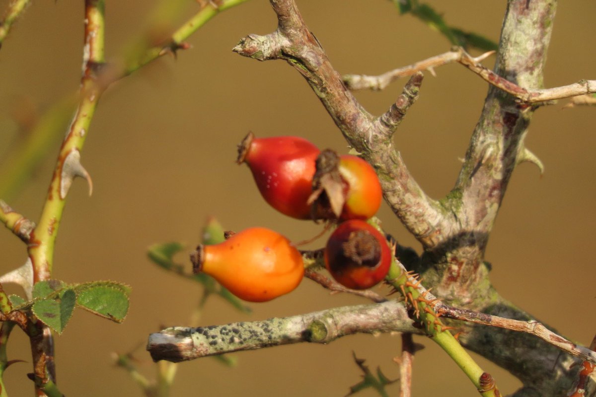 Elsbeth Kwant tweet media