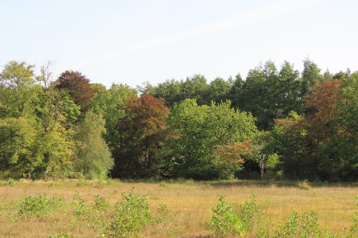 Elsbeth Kwant tweet media