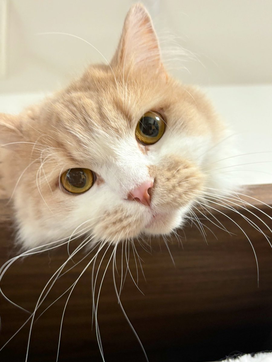 ちゃろん ちゃろちゃん (@charokichisan) / Posts / X