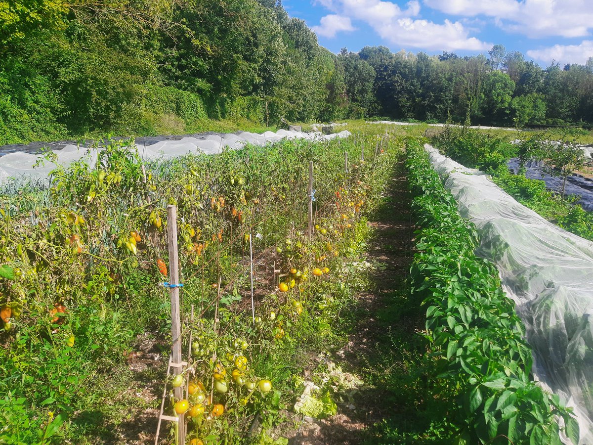 FermePresNeufs's tweet photo. Pour les limiter les maladies sans utiliser de traitement (pas de cuivre ou de bouillie bordelaise dans la ferme plus que Bio) on taille sans relâche les feuilles et on plante des variétés résistantes dont une locale développée avec des collègues bio. https://t.co/QEayzG77f1