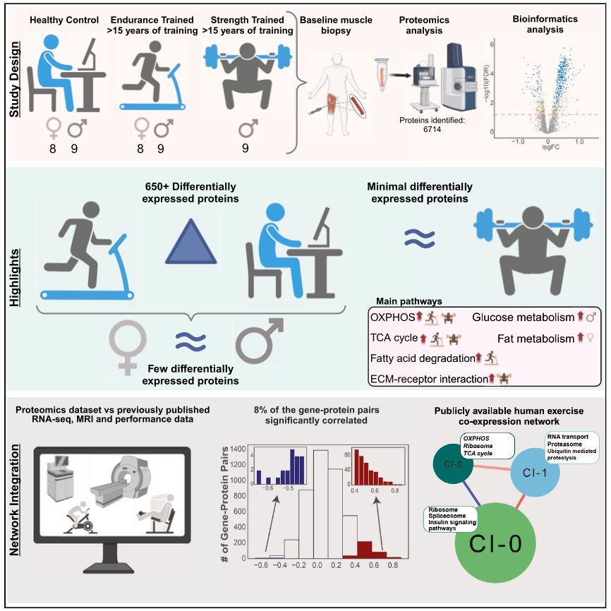 Some cool proteomic work bit.ly/3XliXQx highlighting:
- Few sex differences in the skeletal muscle proteome with training
- Relatively poor relationship between mRNA levels and protein abundance