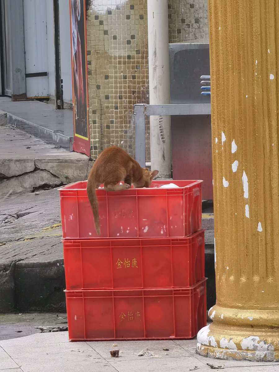 呜呜跟我一样流浪的流浪猫