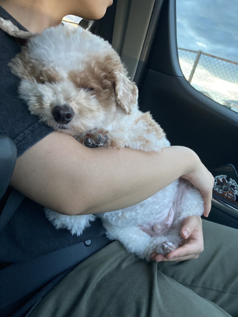 おでかけ疲れたワンコ