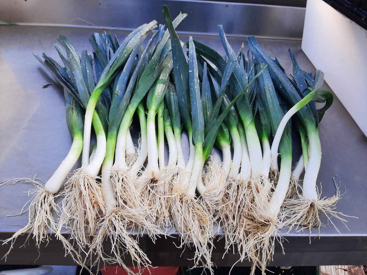 FermePresNeufs's tweet photo. Une bonne année on a des courges a touche touche tout le long de la plantation. La 3 fois moins environ.
Les bettes vont bien. Les poireaux aussi reste à les désherber un peu mieux. https://t.co/cXrFTbjiwM