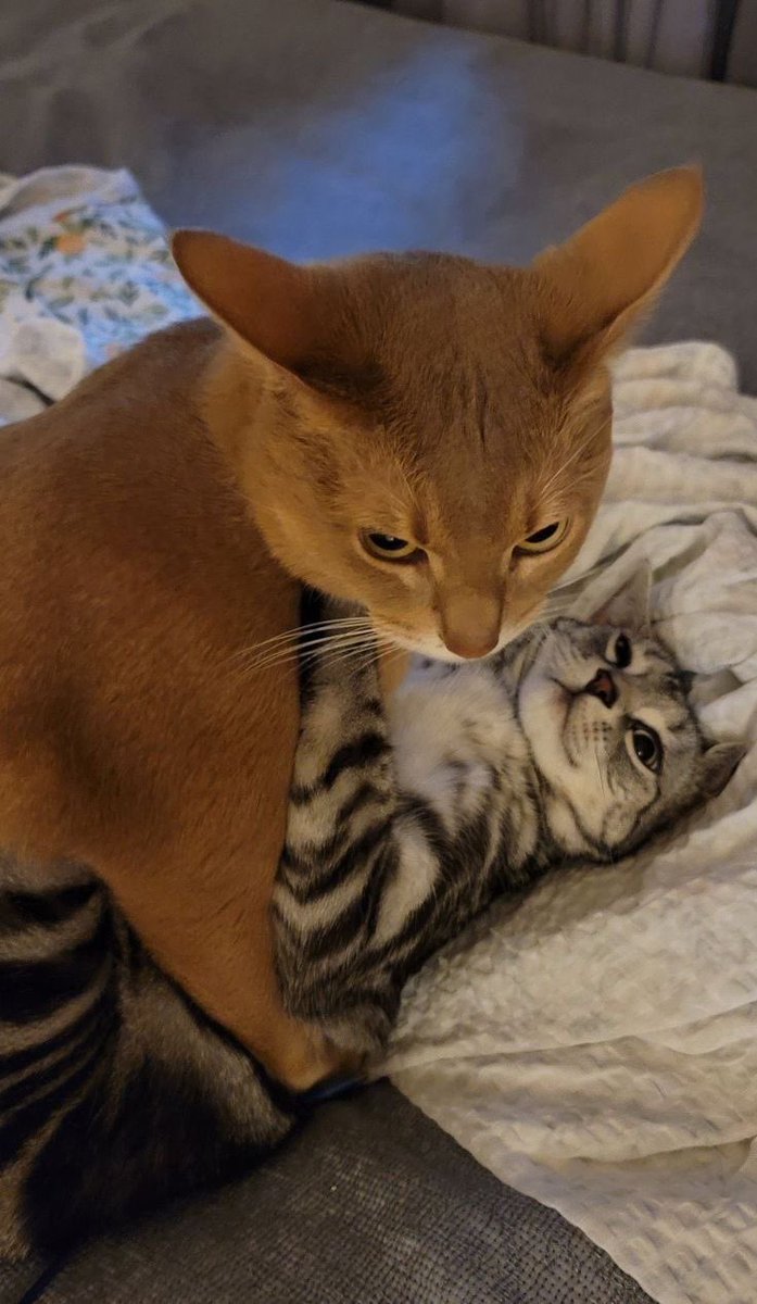 PunchingCat's tweet image. do you mind?