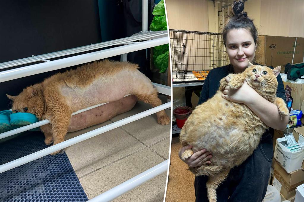 Se acuerdan del gato de 17 kilos qué rescataron en un hospital de Rusia?
Lo mandaron a un campamento para rehabilitar gatos gordos
Se quiso escapar
Pero se quedo atascado en un estante para zapatos
