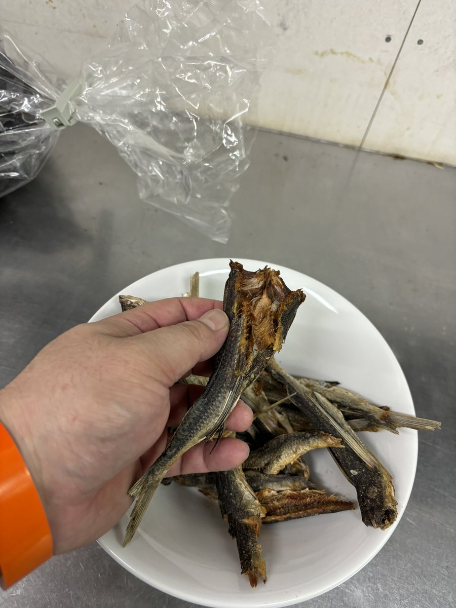 tkkr_5's tweet photo. さっきまでの楽しい空気から一変…
飛び魚と昆布を処理する。

でも、としさんのステージ見れてよかった！！ https://t.co/ocAYM4PVaJ