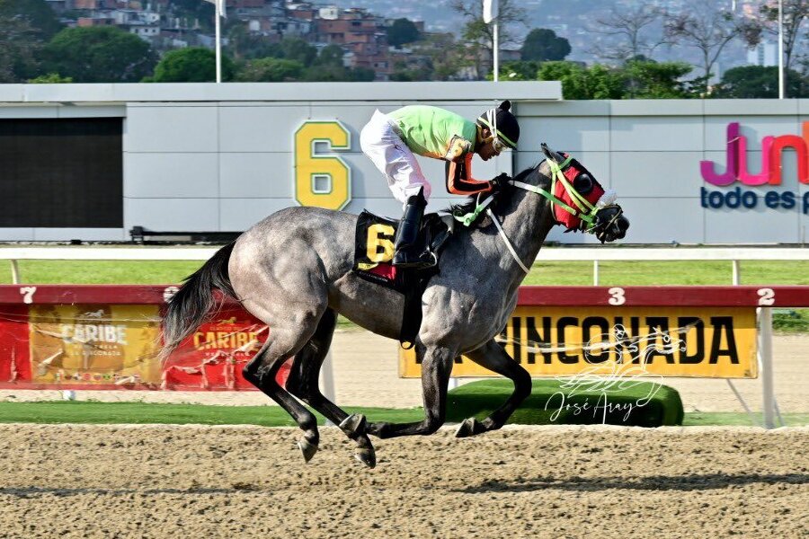 #Hipismo | Caballo Lemon White continúa bajo reposo: lc.cx/mOfn_x #Venezuela #LaRinconada 🏇🇻🇪

➡️Declaraciones del Médico Veterinario <a href="/guilledj/">Guillermo De Jesus</a> 

Foto: <a href="/JOSEARAY/">JOSE A. ARAY S.</a>