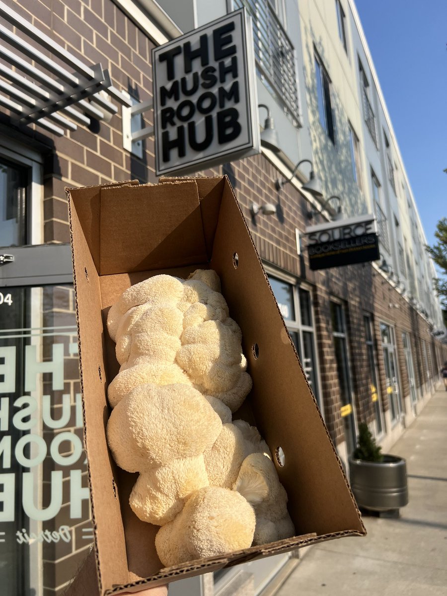 <a href="/TheMushroomHub/">The Mushroom Hub</a> #Detroit #MidtownDetroit #Lionsmane #mushrooms