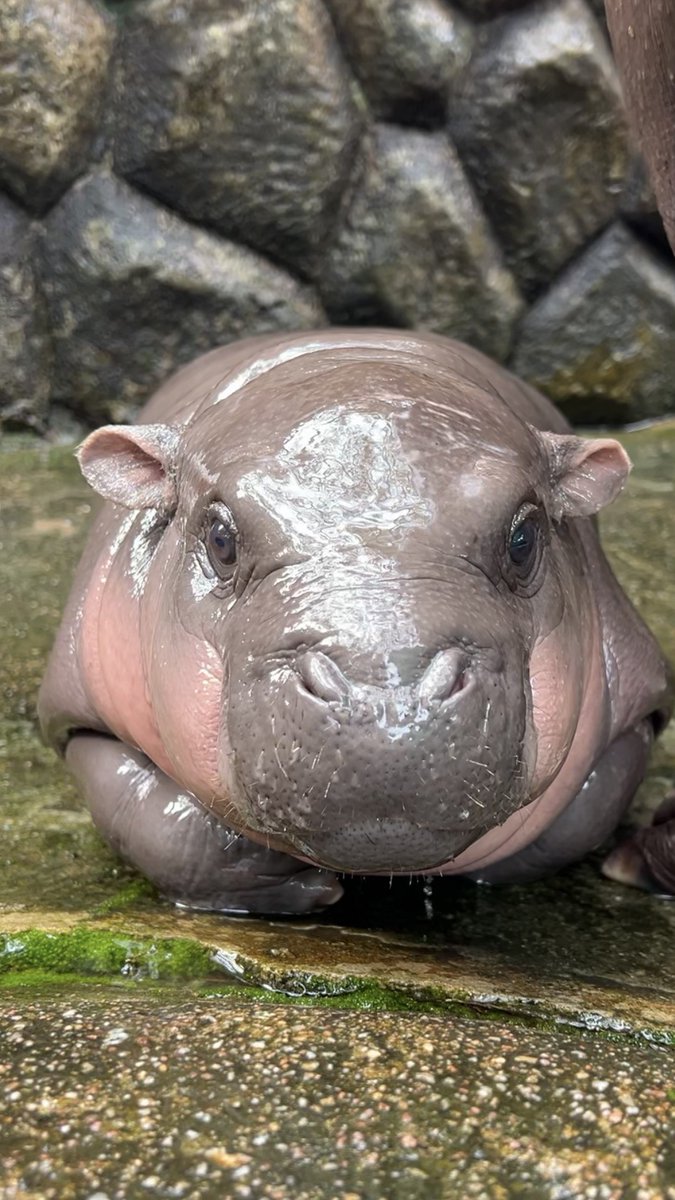 KhaokheowZoo's tweet image. Moo Deng viral hippo from thailand zoo 😆🇹🇭 #หมูเด้ง #khaokheowzoo