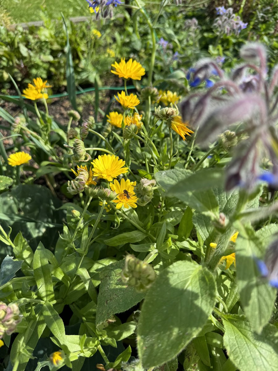 donna winrow ๐๐๐๐ (@donnadonwin) on Twitter photo Still looking beautiful - insects enjoying their best life <a href="/FOSPLiverpool/">Friends Of Springfield Park</a> <a href="/usera7078/">angela pender</a> <a href="/LauraBimson1/">Laura Bimson</a> <a href="/7thFairfield/">7th Fairfield Scouts</a> Still looking beautiful - insects enjoying their best life <a href="/FOSPLiverpool/">Friends Of Springfield Park</a> <a href="/usera7078/">angela pender</a> <a href="/LauraBimson1/">Laura Bimson</a> <a href="/7thFairfield/">7th Fairfield Scouts</a>