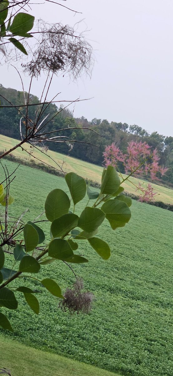 oldfarmgirlkah's tweet photo. Another crisp almost autumn morning with late summer blooms holding on n more spider webs every day
Great day for a drive to take in a #FallFair
Work, play n travel safely today everyone 🤗 https://t.co/IzkjPETHyk