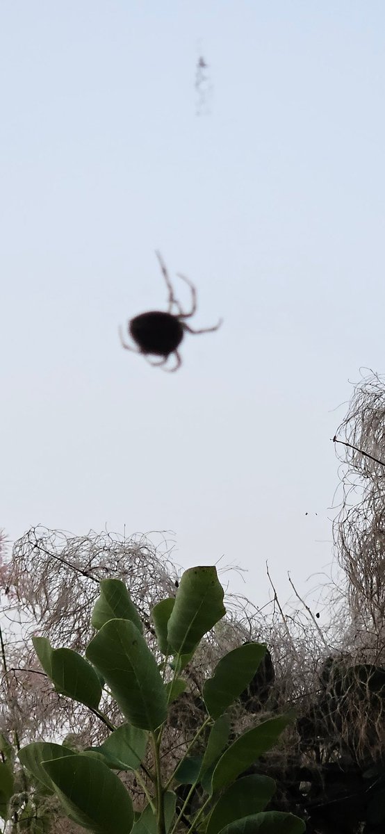 oldfarmgirlkah's tweet photo. Another crisp almost autumn morning with late summer blooms holding on n more spider webs every day
Great day for a drive to take in a #FallFair
Work, play n travel safely today everyone 🤗 https://t.co/IzkjPETHyk