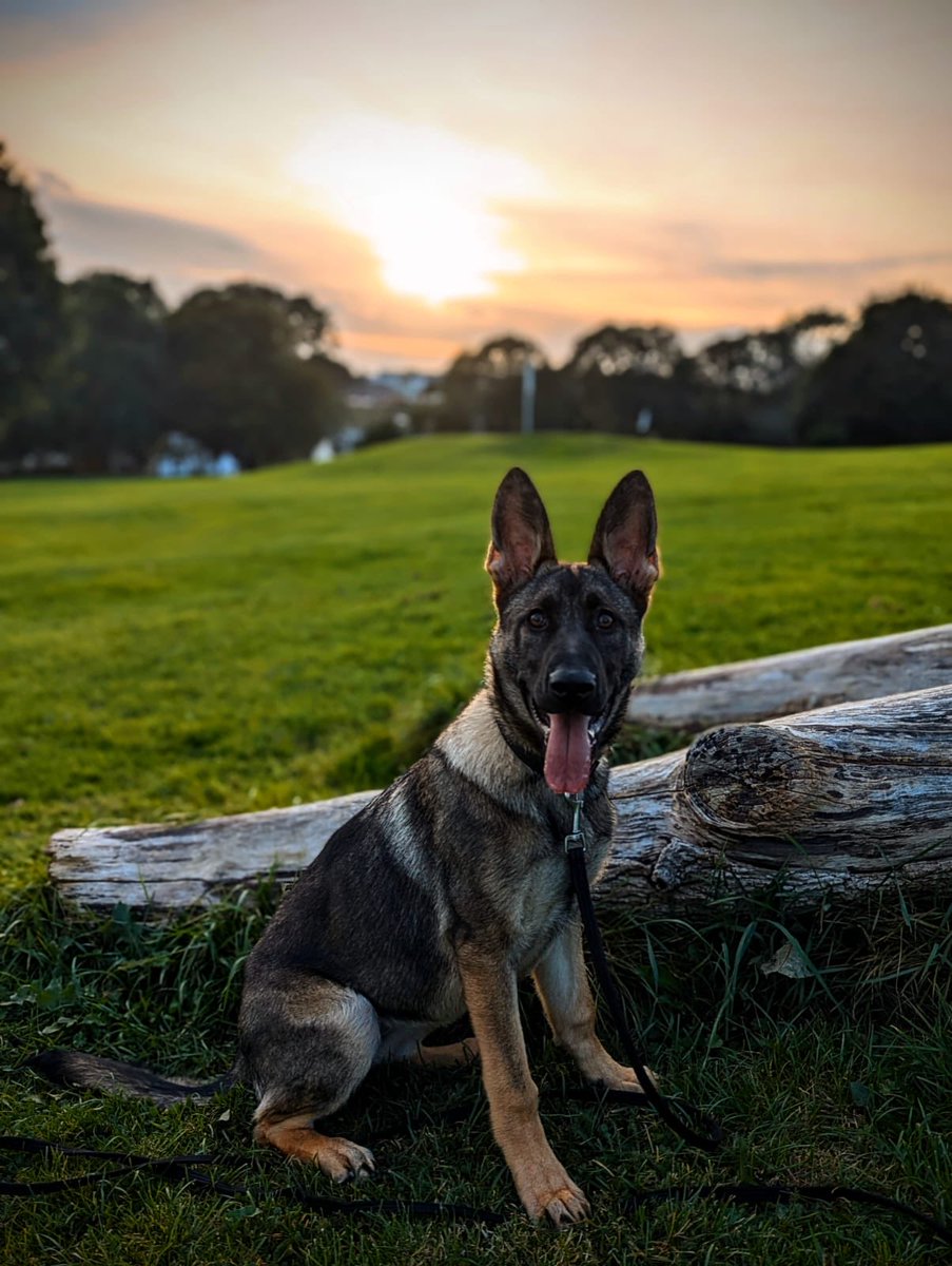 DC_Police Dogs ( Puppy Development Program) tweet media