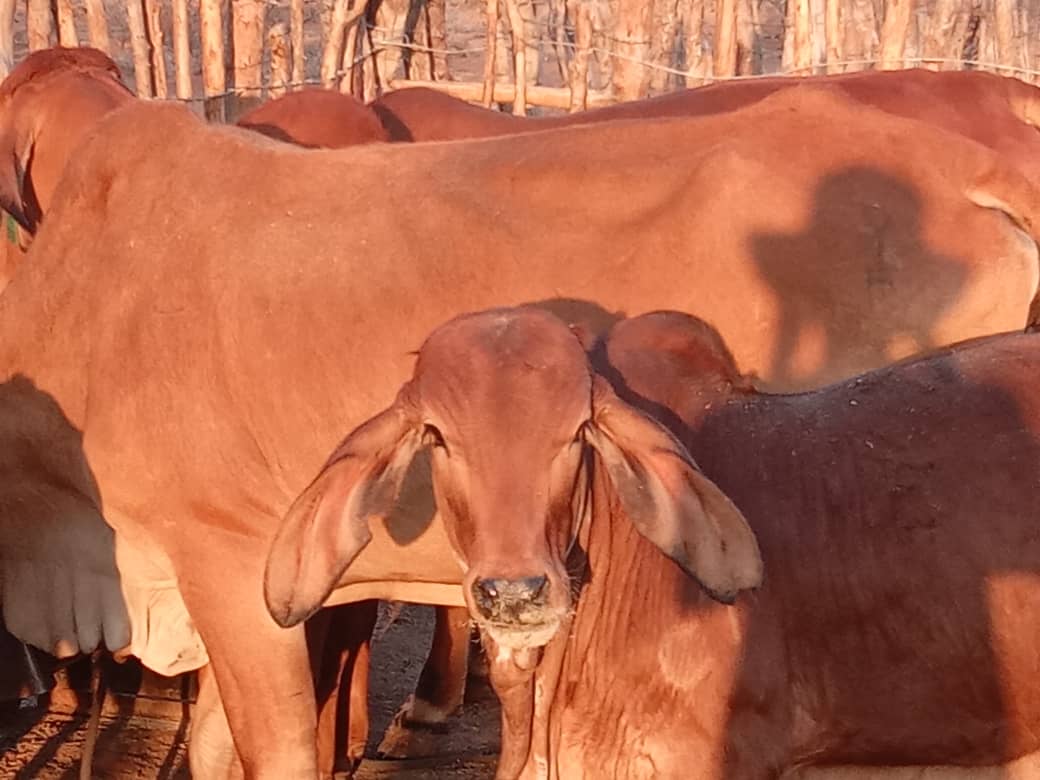 Red Brahmans ♥️♥️