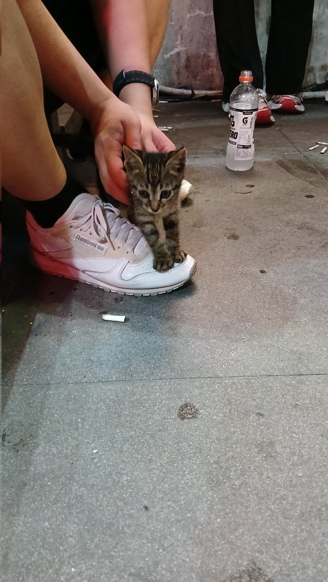 stimheal's tweet photo. 공연장에 발견된 새끼고양이 
#HYPERNIGHT https://t.co/JJWbBilrnN