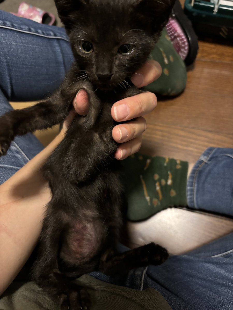 calltaru's tweet photo. 先週木曜にうっかり子猫を保護しこのほど猫エイズ陰性の診断が降りました、陰性なら先住猫と共生可能だし情が湧いてしまってるのでうちの子になります　ここ一年人生がわやくちゃすぎる https://t.co/jAVL8wcwqo