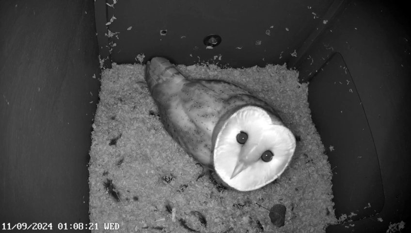 Barn Owl in my box <a href="/FarmWoodoaks/">Woodoaks Farm</a> ! Thanks to L&amp;L Wildlife Monitoring ofc for setting up and maintaining this and many other awesome boxes across the country.