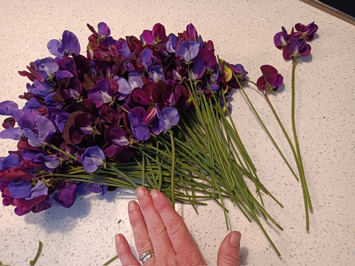 AineGilchrist's tweet image. #sweetpea still growing like mad, enjoying the rain no doubt 😍 #gardensoftwitter @GWmag @GWandShows