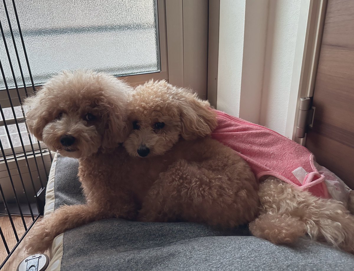 MOCOandOTHERS's tweet photo. 今日のモコミルク🐶🐶 https://t.co/NVf2IYMq1Q