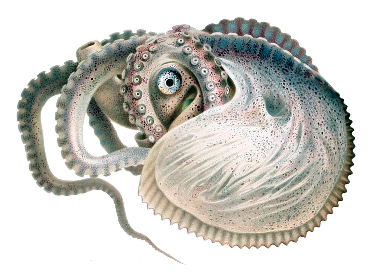wirthstef's tweet photo. #Argonauts (#Argonautidae, #Octapoda) are a group of #octopuses that, like the Nautilidae, have a coiled #shell made of lime on their bodies. However, there is no close relationship between these two cephalopod groups. The #calcareous skeleton of octapods has been completely lost through #evolution. The shell at argonauts is a secondary new development. It is therefore called a #pseudoconch and is not firmly attached to the animal's body. Instead, the shell is held in place with the arm ring placed over the body and the arm suction cups attached to it.

The building material for the shell is secreted by glands in the distal area of ​​the first pair of arms. Unlike Nautilus, the shell of Argonauts is very thin and is not made of #aragonite, but of #calcite. The shells of Nautilidae and Argonautidae therefore do not meet any #homology criteria. The shell of the Argonautidae is only worn by females because its function is to transport and protect the egg deposit. In addition, the shell performs a similar (#analogue) function to that of Nautilus. The authors J. K. Finn & Mark D. Norman (2010) have confirmed that the female Argonauts actively fill their shells with air on the water surface when necessary in order to generate the necessary #buoyancy to be able to float in the desired water layers.

© #StefanFWirth, Berlin 2024

References:

J. K. Finn & Mark D. Norman (2010): https://t.co/mfkX8fF1j6

A short video file on X on "takuya pro diver" :
https://t.co/ZfMrevHbZB

Photos:
1) Female #Argonauta #argo with severely damaged eggcase and eggs, encountered at a depth of about 20 cm in a cove at the southern coast of Turkey. Original uploader was Bernd Hofmann, 2007, licensed under creative Commons https://t.co/QvN9f7YYc6
2) Argonauta argo, Comingio Merculiano (1845–1915) in Jatta Giuseppe, in the public domain in its country of origin and other countries and areas where the copyright term is the author's life plus 70 years or fewer.
https://t.co/1AODSNJi6D