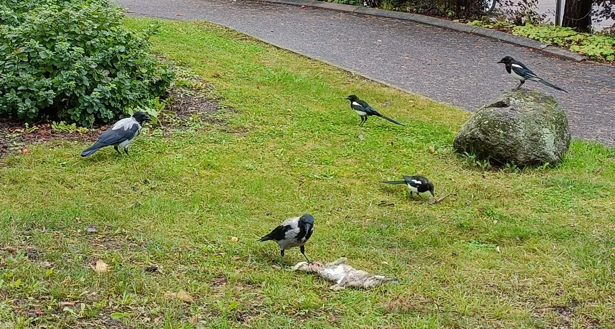 Kolmas kanin raato tällä viikolla. Kaikki avoimella paikalla ja näennäisesti kunnossa. RHD taitaa vaivata kaneja. #luonto #villikaniini