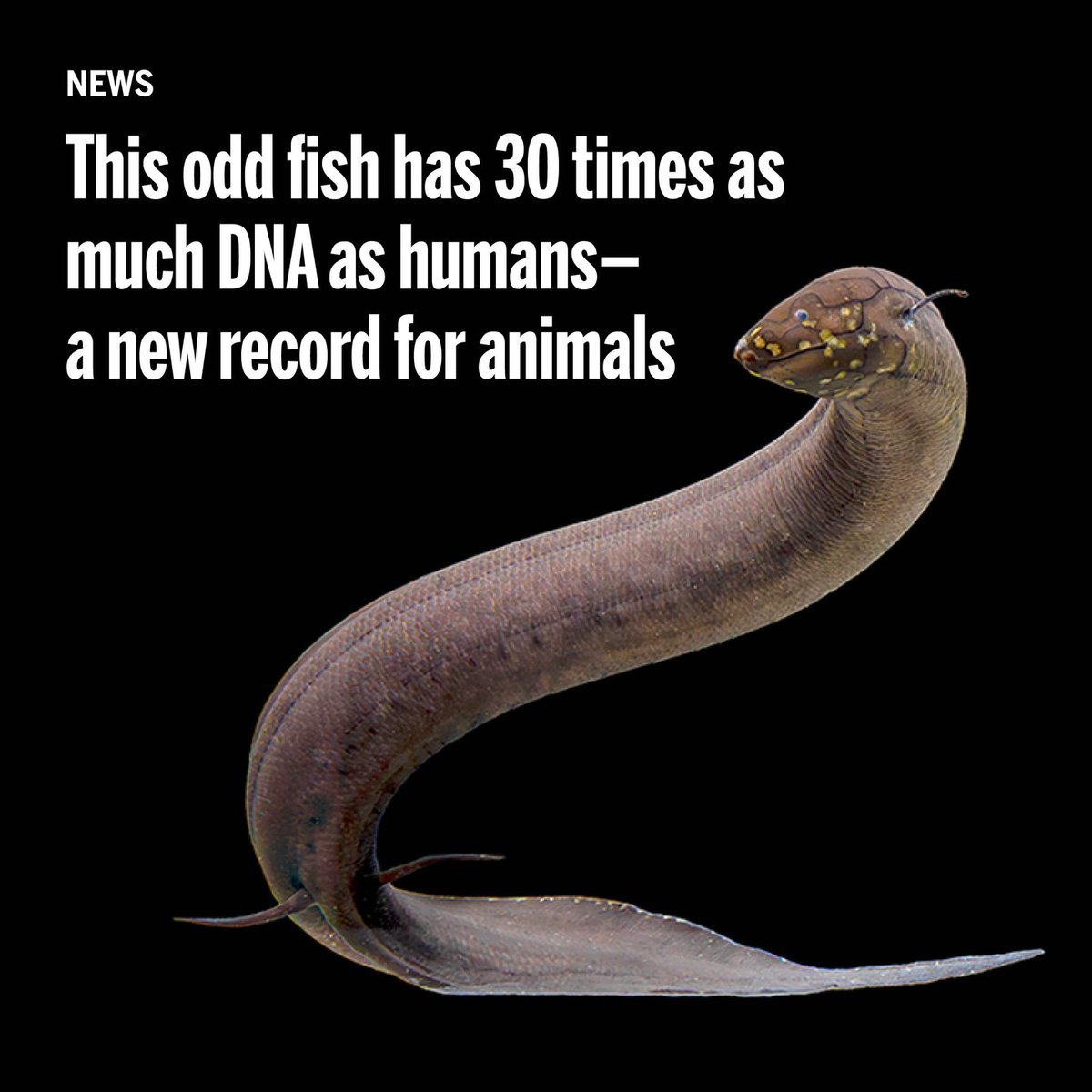 Science Magazine (@sciencemagazine) on Twitter photo A species of lungfish found in South America has claimed the title of the animal with the biggest genome sequenced so far.
Learn more: scim.ag/8kI <a href="/NewsfromScience/">News from Science</a> A species of lungfish found in South America has claimed the title of the animal with the biggest genome sequenced so far.
Learn more: scim.ag/8kI <a href="/NewsfromScience/">News from Science</a>