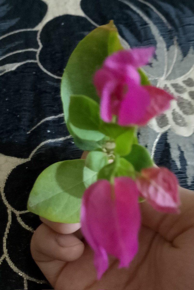 لَـو لَـم تُـقِـم ديناً لَقامَت وَحدَها
ديـنـاً تُـضـيءُ بِـنـورِهِ الآناءُ
#اسبوع_المولد_النبوي_الشريف